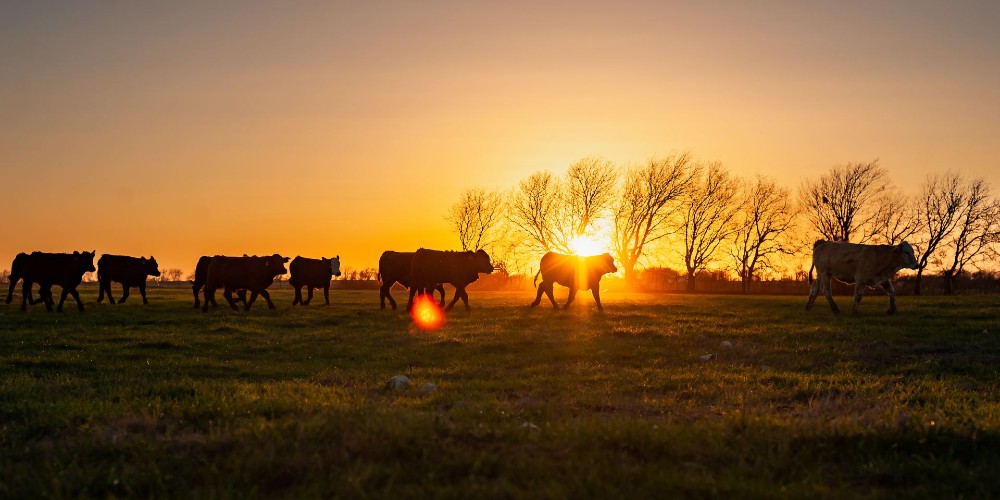 As Food Shortages Mount, US Cattle Inventory Forecast Falls to Lowest Level in Nearly a Decade