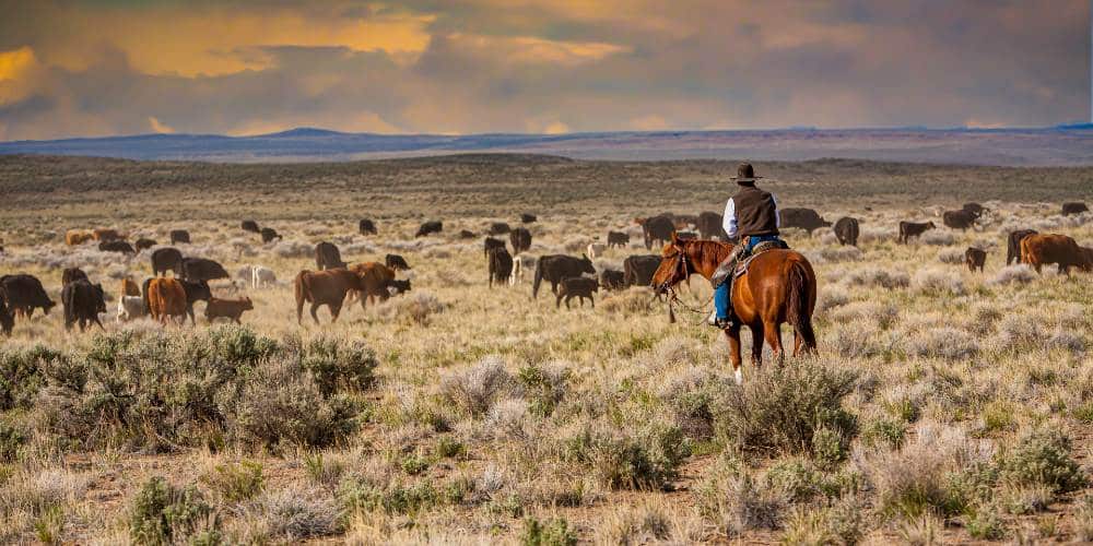 Prepper Beef Company Is Stockpiling Now Before Prices Skyrocket